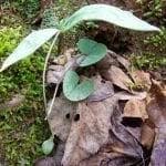 Attēlu rezultāti vaicājumam “Diderma umbilicatum stalked”