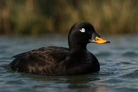 Attēlu rezultāti vaicājumam “Melanitta fusca”