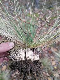 Attēlu rezultāti vaicājumam “Nardus stricta”