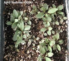 Attēlu rezultāti vaicājumam “Stemonitopsis gracilis young”