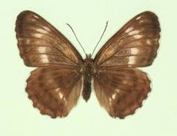 Attēlu rezultāti vaicājumam “Limenitis camilla underside”