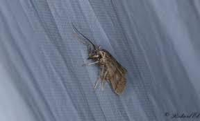 Attēlu rezultāti vaicājumam “Hypochalcia ahenella”