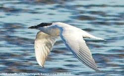 Image result for Gelochelidon nilotica