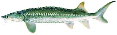 Image result for Acipenser transmontanus
