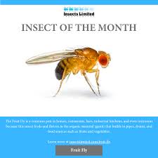 Attēlu rezultāti vaicājumam “Drosophila melanogaster”