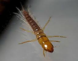 Attēlu rezultāti vaicājumam “Mellicta athalia larva”