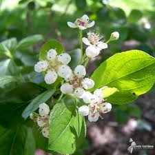 Attēlu rezultāti vaicājumam “Aronia melanocarpa”