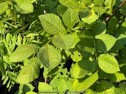 Attēlu rezultāti vaicājumam “Cladrastis kentukea”