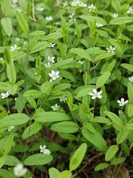 Attēlu rezultāti vaicājumam “Moehringia lateriflora flower”