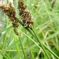 Attēlu rezultāti vaicājumam “Carex dioica”