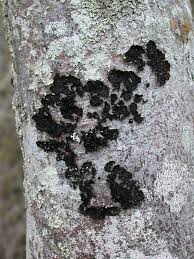 Attēlu rezultāti vaicājumam “Collema”