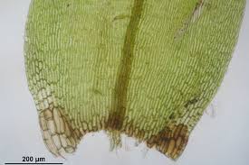 Attēlu rezultāti vaicājumam “Straminergon stramineum”
