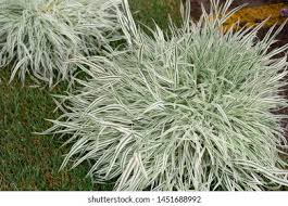 Attēlu rezultāti vaicājumam “Holcus mollis”