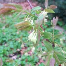 Attēlu rezultāti vaicājumam “Lonicera caerulea var. pallasii leaf”