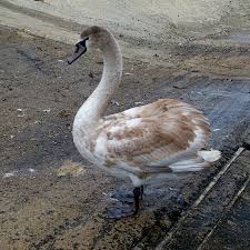 Attēlu rezultāti vaicājumam “Cygnus olor juvenile”