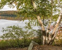 Attēlu rezultāti vaicājumam “Betula papyrifera”