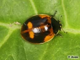 Attēlu rezultāti vaicājumam “Adalia bipunctata”