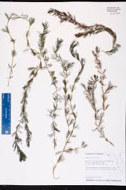 Attēlu rezultāti vaicājumam “Myriophyllum spicatum”