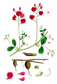 Attēlu rezultāti vaicājumam “Lathyrus tuberosus leaf”
