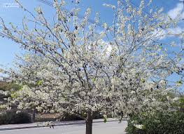 Attēlu rezultāti vaicājumam “Cercis siliquastrum”