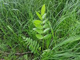 Attēlu rezultāti vaicājumam “Sium latifolium”