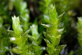 Attēlu rezultāti vaicājumam “Platyhypnidium riparioides”