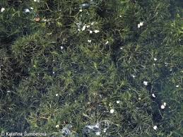 Attēlu rezultāti vaicājumam “Najas minor”