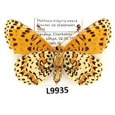Attēlu rezultāti vaicājumam “Melitaea didyma male”