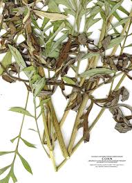 Attēlu rezultāti vaicājumam “Centaurea scabiosa bud”