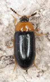 Attēlu rezultāti vaicājumam “Tetratoma fungorum”