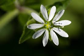 Attēlu rezultāti vaicājumam “Myosoton aquaticum flower”