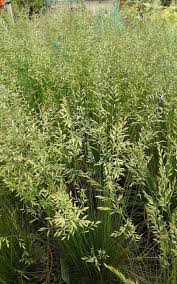 Attēlu rezultāti vaicājumam “Festuca ovina flower”