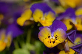 Attēlu rezultāti vaicājumam “Viola tricolor flower”
