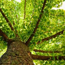 Attēlu rezultāti vaicājumam “Ginkgo biloba”