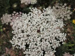 Attēlu rezultāti vaicājumam “Daucus carota subsp. carota”