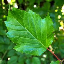 Attēlu rezultāti vaicājumam “Acer tataricum leaf”
