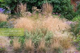 Attēlu rezultāti vaicājumam “Deschampsia flexuosa bud”