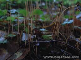 Attēlu rezultāti vaicājumam “Macrotyphula juncea”