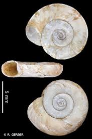 Attēlu rezultāti vaicājumam “Planorbis planorbis”