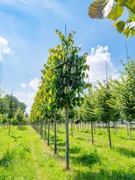 Attēlu rezultāti vaicājumam “Tilia”