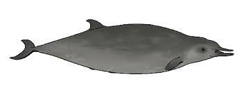 Image result for Mesoplodon bidens