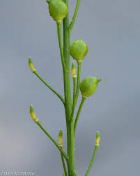 Attēlu rezultāti vaicājumam “Bunias orientalis flower”