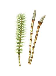 Attēlu rezultāti vaicājumam “Equisetum telmateia”