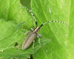 Attēlu rezultāti vaicājumam “Agapanthia villosoviridescens”