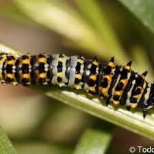 Attēlu rezultāti vaicājumam “Papilio machaon larva”