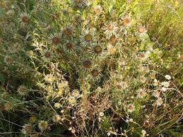 Attēlu rezultāti vaicājumam “Carlina biebersteinii fruit”