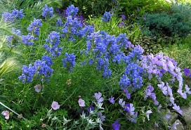 Attēlu rezultāti vaicājumam “Dracocephalum ruyschiana”