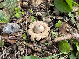 Attēlu rezultāti vaicājumam “Geastrum”