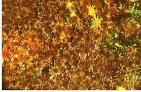 Attēlu rezultāti vaicājumam “Sphagnum fuscum”