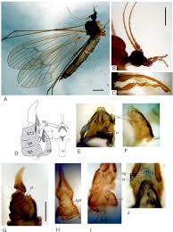 Attēlu rezultāti vaicājumam “Trichocera regelationis”